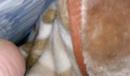 للمبتدئين, رئيسا احترامهم سكس جميلات عرب